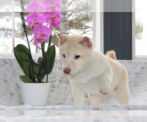 Shiba Inu Puppy for Sale in LUBLIN, Wisconsin USA