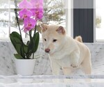 Image preview for Ad Listing. Nickname: Litter of 2