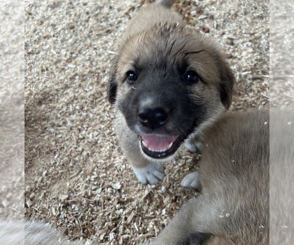 Medium Photo #6 German Shepherd Dog-Great Pyrenees Mix Puppy For Sale in STOCKTON, CA, USA