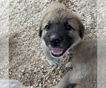 Small #5 German Shepherd Dog-Great Pyrenees Mix