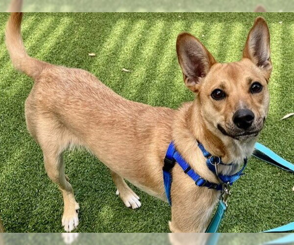Medium Photo #1 Mutt Puppy For Sale in Redwood City, CA, USA