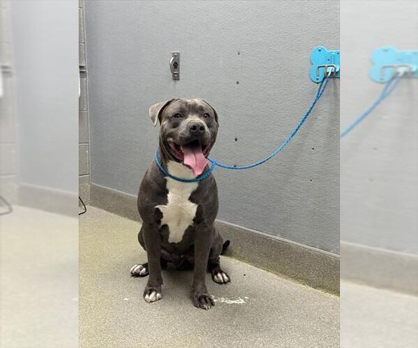 Medium Photo #1 Mutt Puppy For Sale in Las Vegas, NV, USA