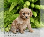 Small #2 Cavapoo