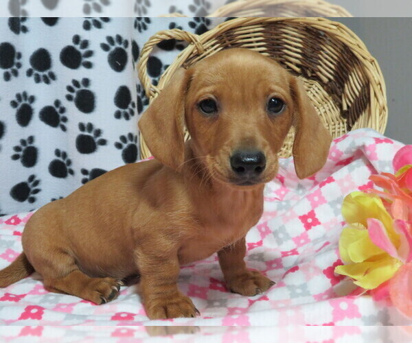Medium Photo #1 Dachshund Puppy For Sale in SHILOH, OH, USA