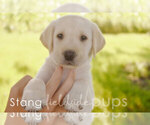 Small Photo #1 Labrador Retriever Puppy For Sale in SIOUX CENTER, IA, USA