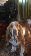Basset Hound Dogs for adoption in PAWTUCKET, RI, USA