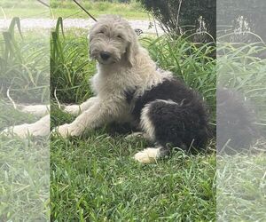 Old English Sheepdog Dogs for adoption in HOPKINSVILLE/PRINCETON, KY, NH, USA