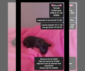 Yorkipoo Puppy for sale in TUCSON, AZ, USA