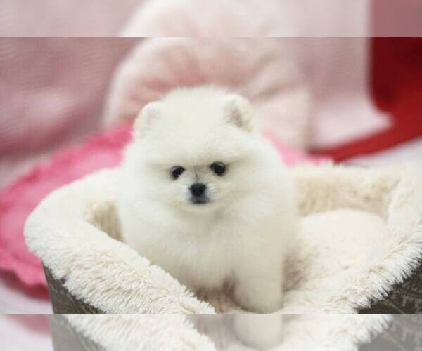 Medium Photo #1 Pomeranian Puppy For Sale in SANDUSKY, OH, USA
