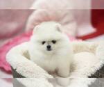 Small Photo #1 Pomeranian Puppy For Sale in SANDUSKY, OH, USA