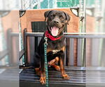 Small #1 Rottweiler