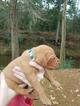 Small Photo #1 Vizsla Puppy For Sale in PRATTVILLE, AL, USA