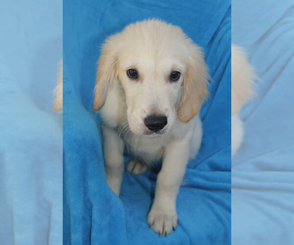 Medium Photo #5 Golden Retriever Puppy For Sale in STATEN ISLAND, NY, USA