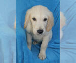 Small Photo #5 Golden Retriever Puppy For Sale in STATEN ISLAND, NY, USA