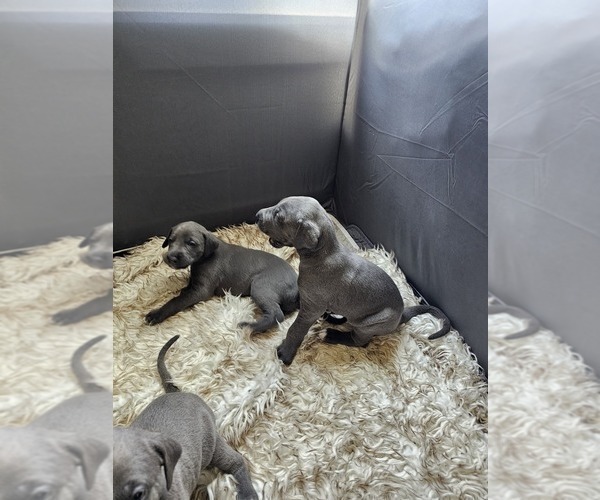 Medium Photo #2 Irish Dane Puppy For Sale in SPRINGFIELD, MO, USA
