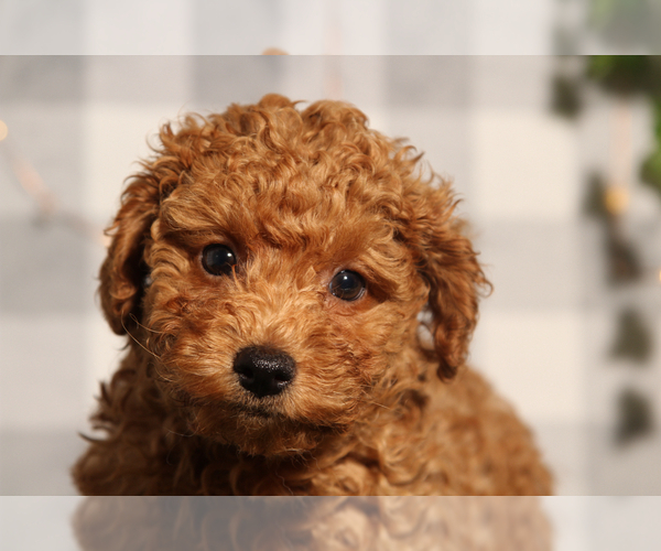 Medium Photo #1 Poodle (Toy) Puppy For Sale in MARIETTA, GA, USA