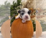 Sky - Female Chihuahua Puppy for Sale - Photo #10