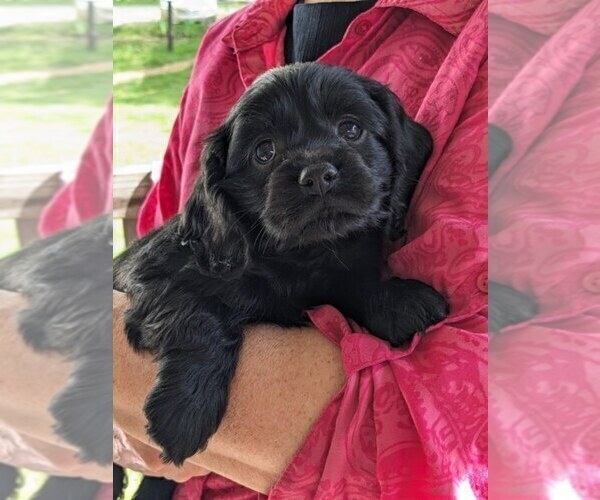 Medium Photo #1 Cock-A-Poo Puppy For Sale in SALEM, MO, USA