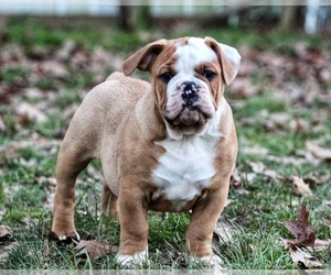 Puppyfinder Com Puppies Puppies For Sale And Dogs For Adoption Near Me In West Virginia Usa Page 1 Displays 10 Puppyfinder Com Puppies Puppies For Sale And Dogs For Adoption Near Me In West Virginia Usa Page 1 Displays 10