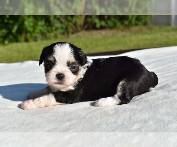 Medium Photo #5 Auss-Tzu Puppy For Sale in PALM COAST, FL, USA
