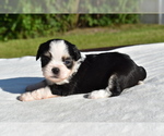 Small #4 Auss-Tzu