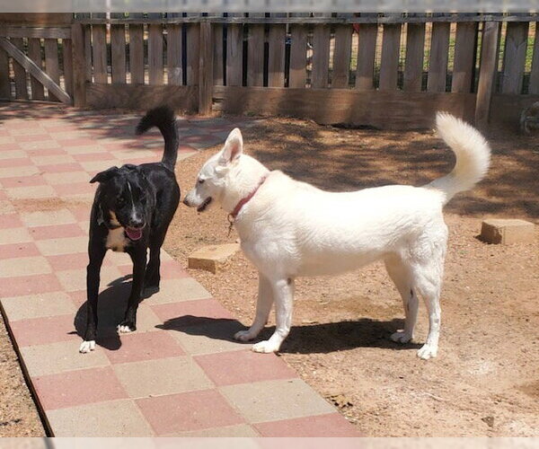 Medium Photo #3 Borador Puppy For Sale in Houston, TX, USA