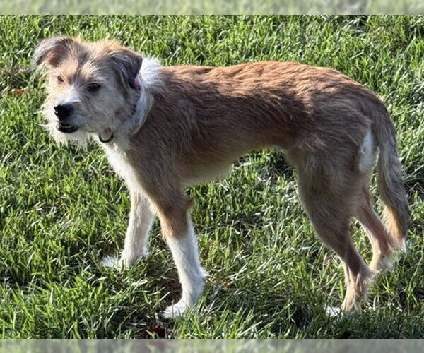 Medium Photo #6 Parson Russell Terrier-Poodle (Miniature) Mix Puppy For Sale in Cookeville, TN, USA