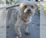 Small Photo #3 Maltese-Unknown Mix Puppy For Sale in Newport Beach, CA, USA