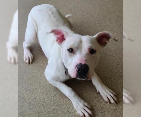Medium Photo #3 American Pit Bull Terrier-Unknown Mix Puppy For Sale in Oskaloosa, IA, USA