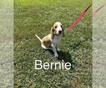 Puppy Bernie Beagle