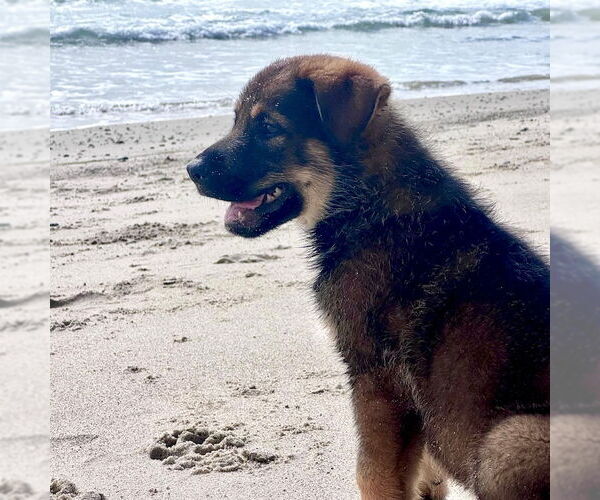 Medium Photo #2 Mutt Puppy For Sale in San Juan Capistrano, CA, USA
