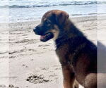 Small #1 Mutt