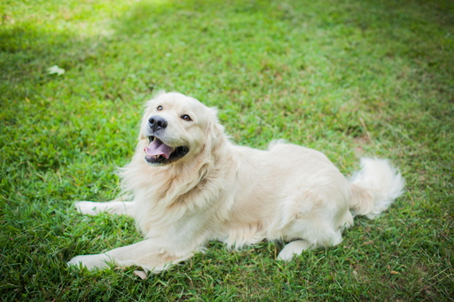 Medium Photo #1 Golden Retriever Puppy For Sale in MORGANTOWN, IN, USA
