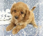 Small Photo #4 Cavapoo Puppy For Sale in NORWOOD, MO, USA