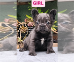 Small #4 French Bulldog