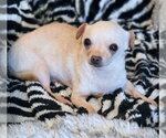 Small #6 Chihuahua
