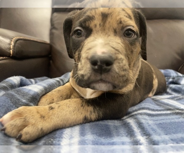 Medium Photo #74 American Bully Puppy For Sale in REESEVILLE, WI, USA