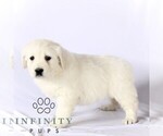 Small #2 English Cream Golden Retriever