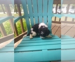 Small Photo #2 Miniature Bernedoodle Puppy For Sale in MIDWAY, AR, USA