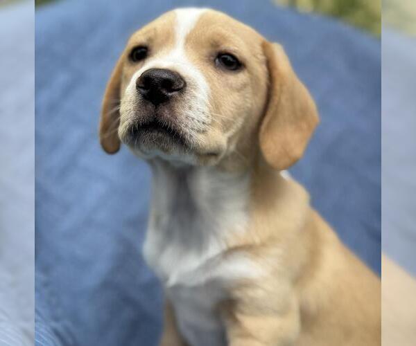 Medium Photo #1 Colonial Cocker Spaniel-Unknown Mix Puppy For Sale in San Diego, CA, USA