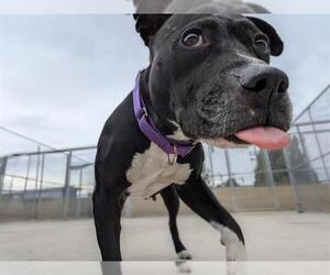 American Pit Bull Terrier Dogs for adoption in Denver, CO, USA