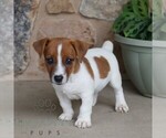 Small #1 Jack Russell Terrier