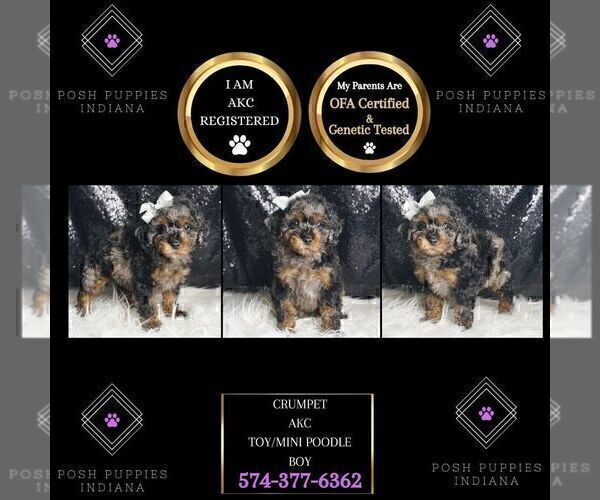 Medium Photo #3 Poodle (Toy) Puppy For Sale in WARSAW, IN, USA