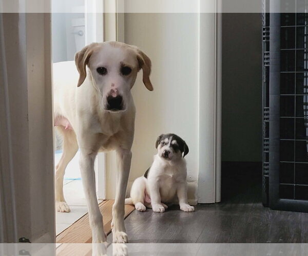 Medium Photo #3 Labrador Retriever-Unknown Mix Puppy For Sale in Holly Springs, NC, USA
