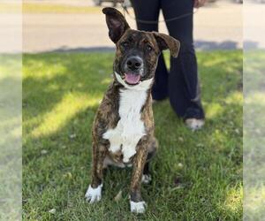 Mutt Dogs for adoption in Modesto, CA, USA