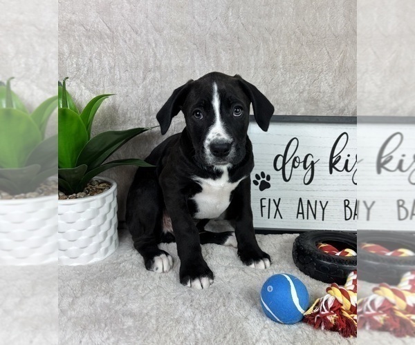 Medium Photo #3 Boxer Puppy For Sale in FRANKLIN, IN, USA