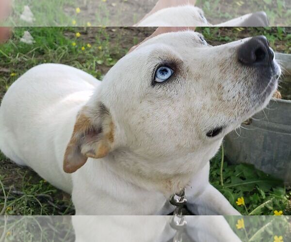 Medium Photo #2 Mutt Puppy For Sale in Harrison, AR, USA