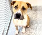 Small #2 American Pit Bull Terrier