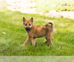 Small #6 Shiba Inu