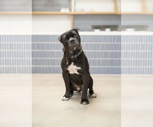 Mutt Dogs for adoption in Marina Del Rey, CA, USA